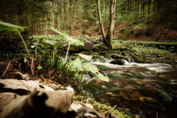 Ein kleiner Bach fließt durch einen moosbewachsenen Wald im Bayerischen Wald. Pflanzen und Laub rahmen das Wasser im Vordergrund ein.