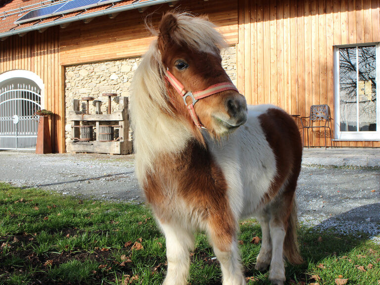 Tiere am Familienbauernof Stetter Tiere am Familienbauernof Stetter