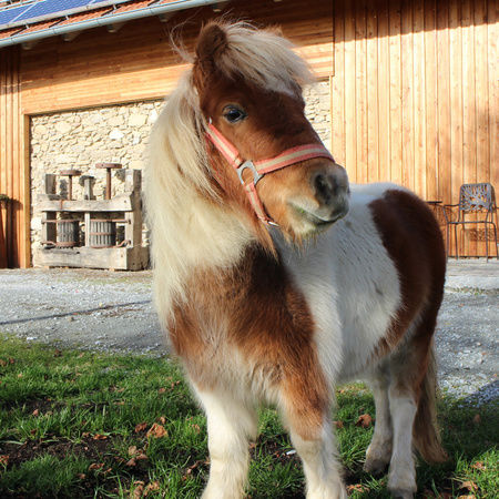 Tiere am Familienbauernof Stetter